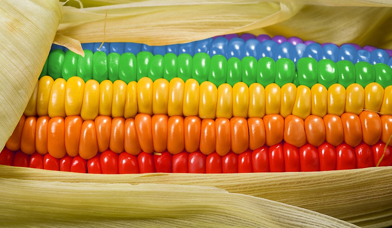 Corn.jpg.