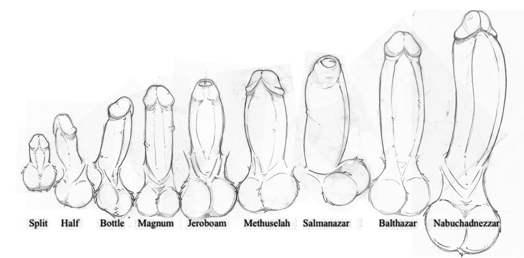 Cock Size Charts 